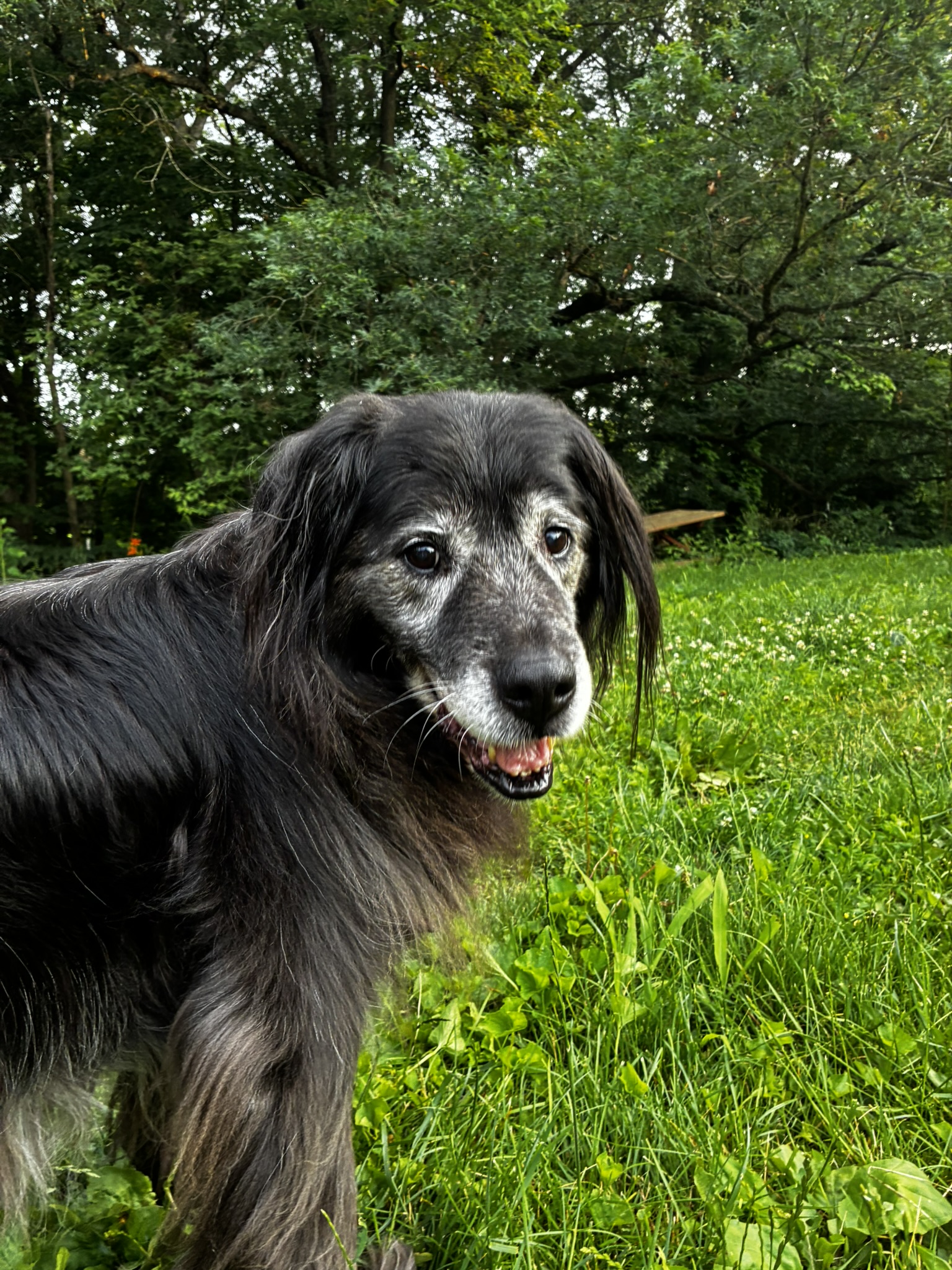 Happy black dog in grassy yard