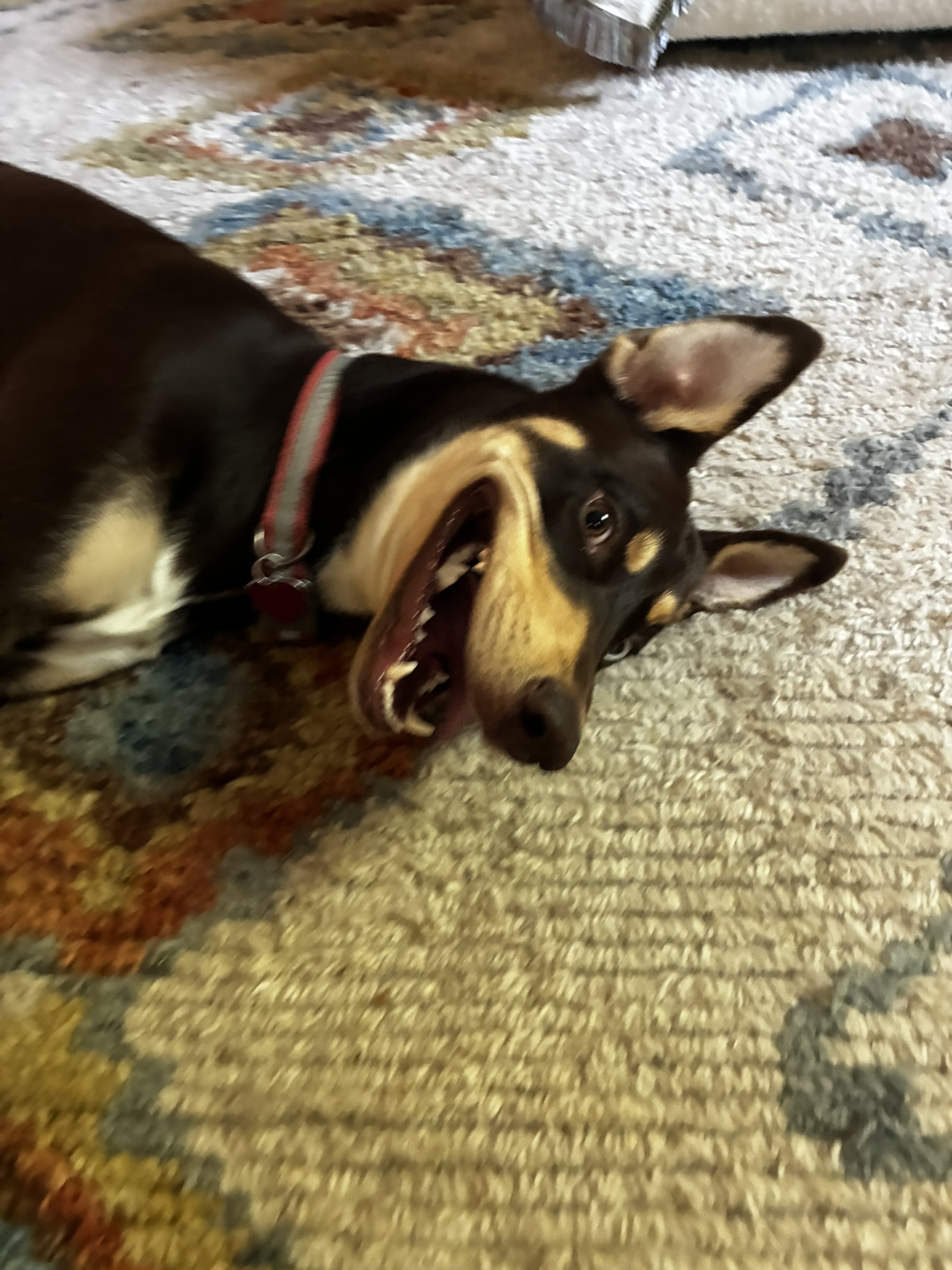 Dog rolling on floor