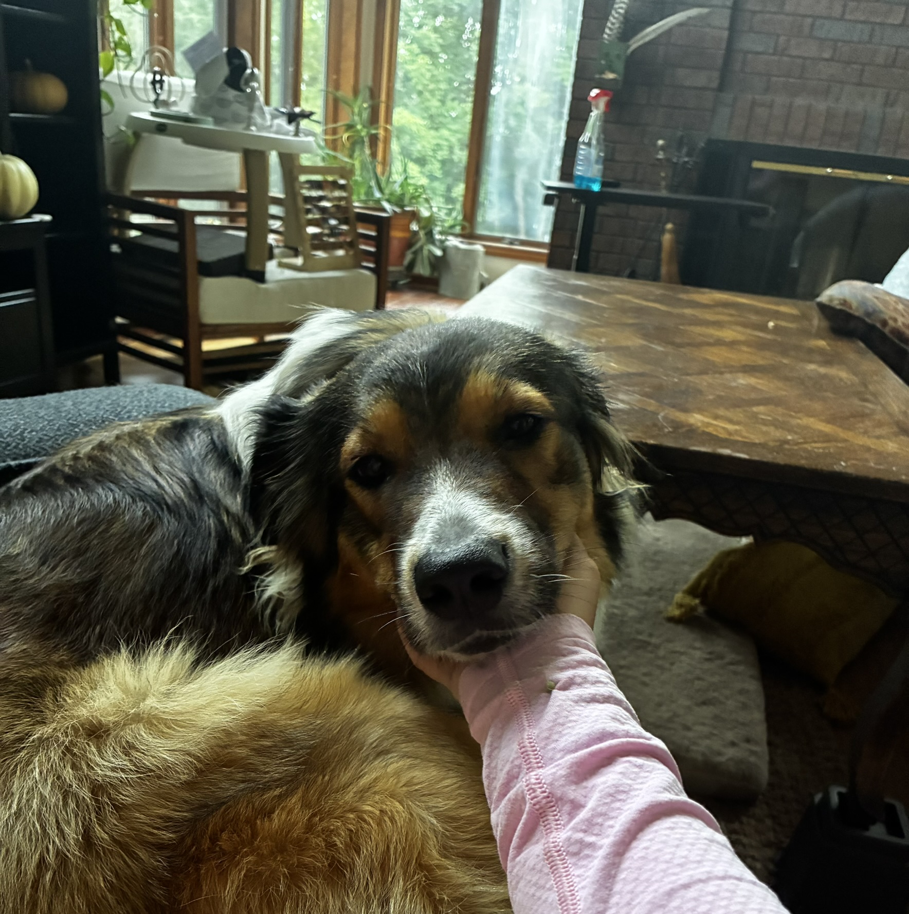 Faith petting dog inside