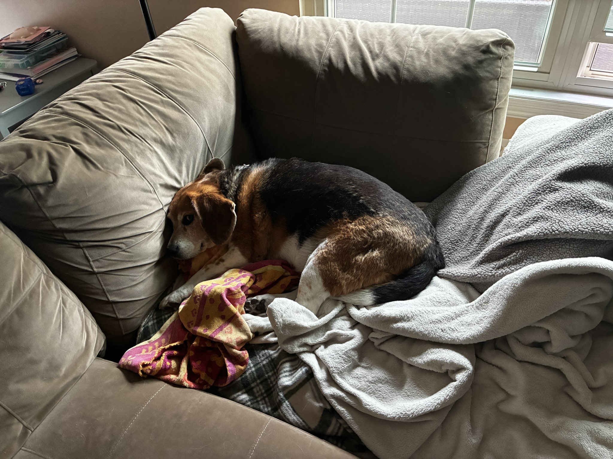 Beagle relaxing on couch with blankets
