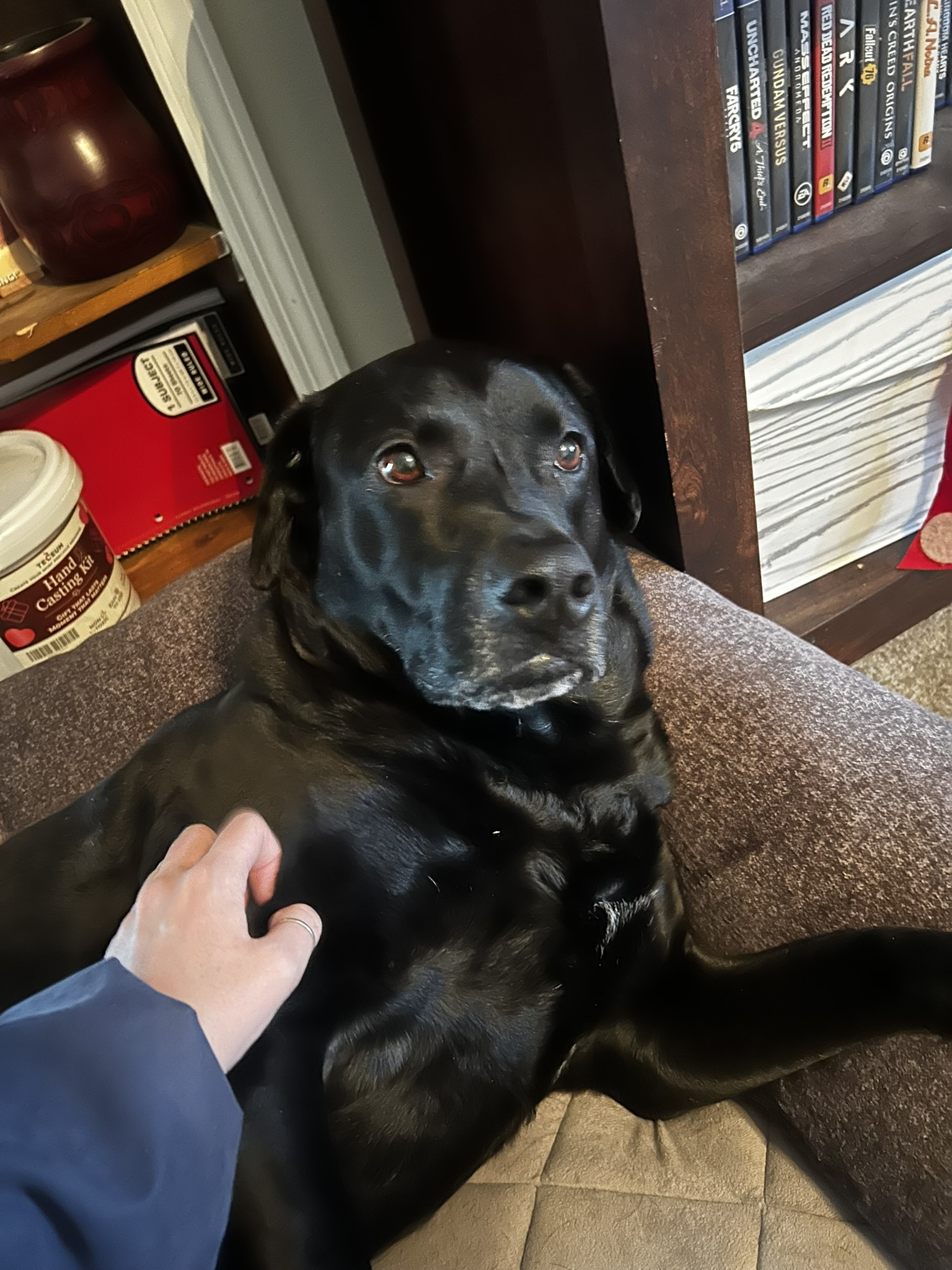 Petting black dog inside