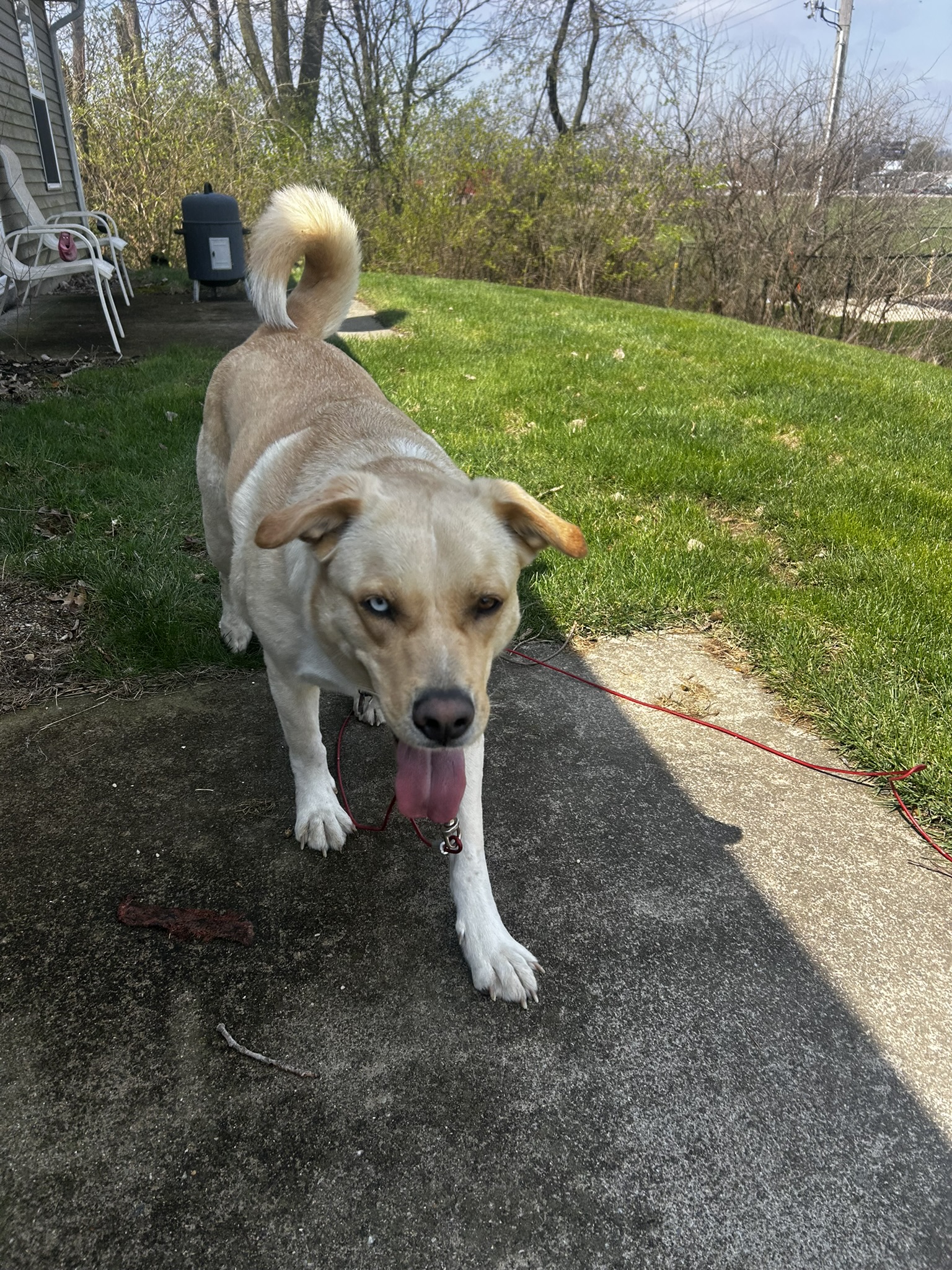 Dog walking towards camera