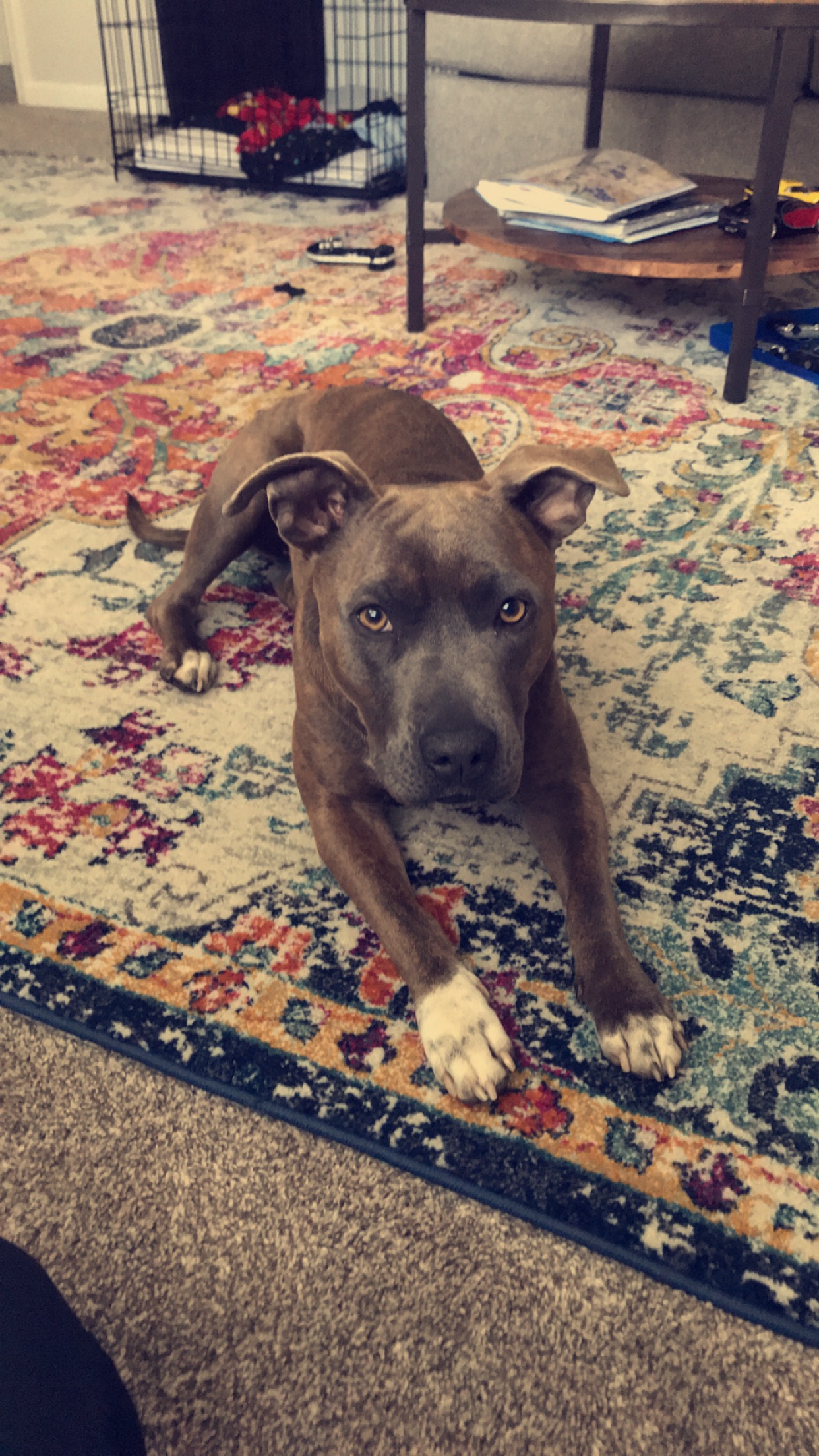Dog sprawled out on a carpet